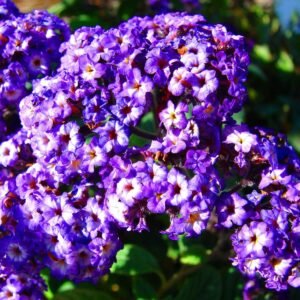 HEREDIA GOLDEN MILK X40GR