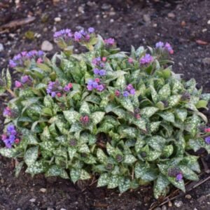 YUYO PULMONARIA GRANEL